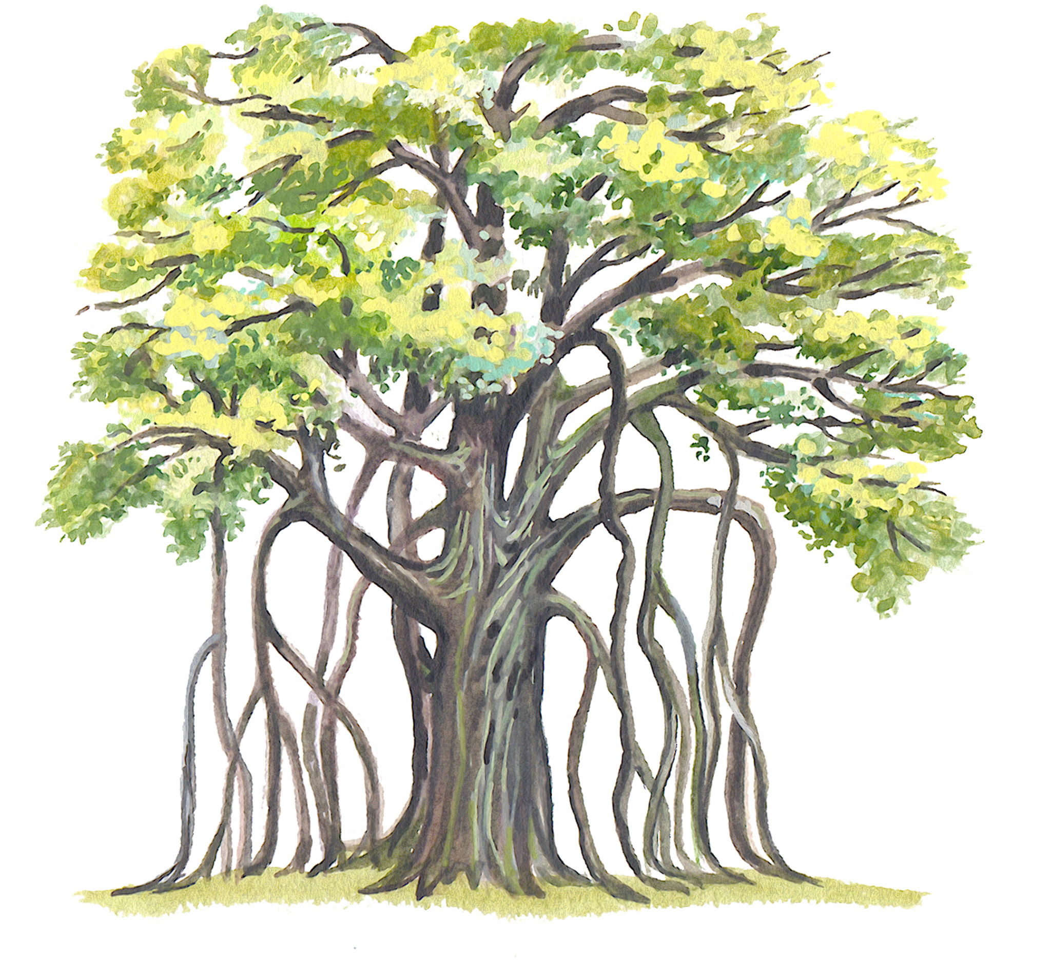 Watercolour illustration of a spreading banyan tree with hanging aerial roots